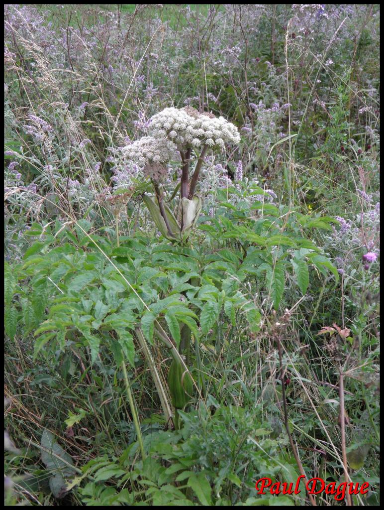 angélique sauvage-angelica sylvestris-apiacée