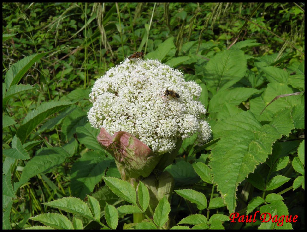 angélique sauvage-angelica sylvestris-apiacée