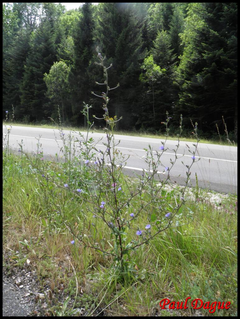 chicorée sauvage-cichorium intybus-astéracée