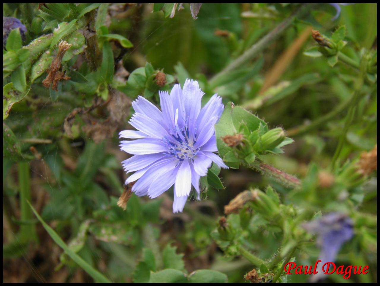 chicorée sauvage-cichorium intybus-astéracée