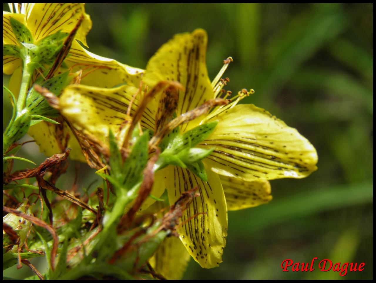 millepertuis maculé-hypericum maculatum-hypericacée