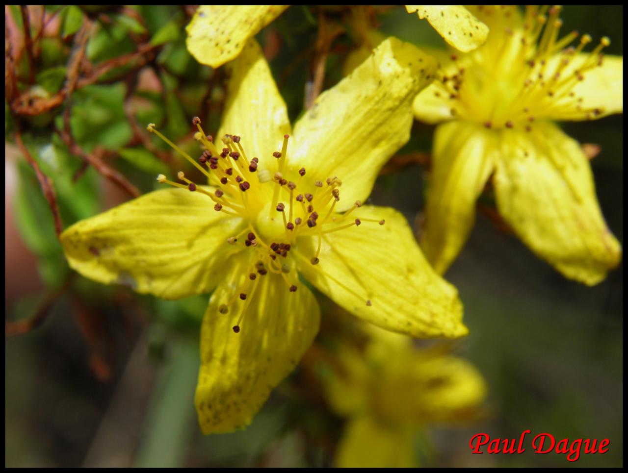 millepertuis maculé-hypericum maculatum-hypericacée