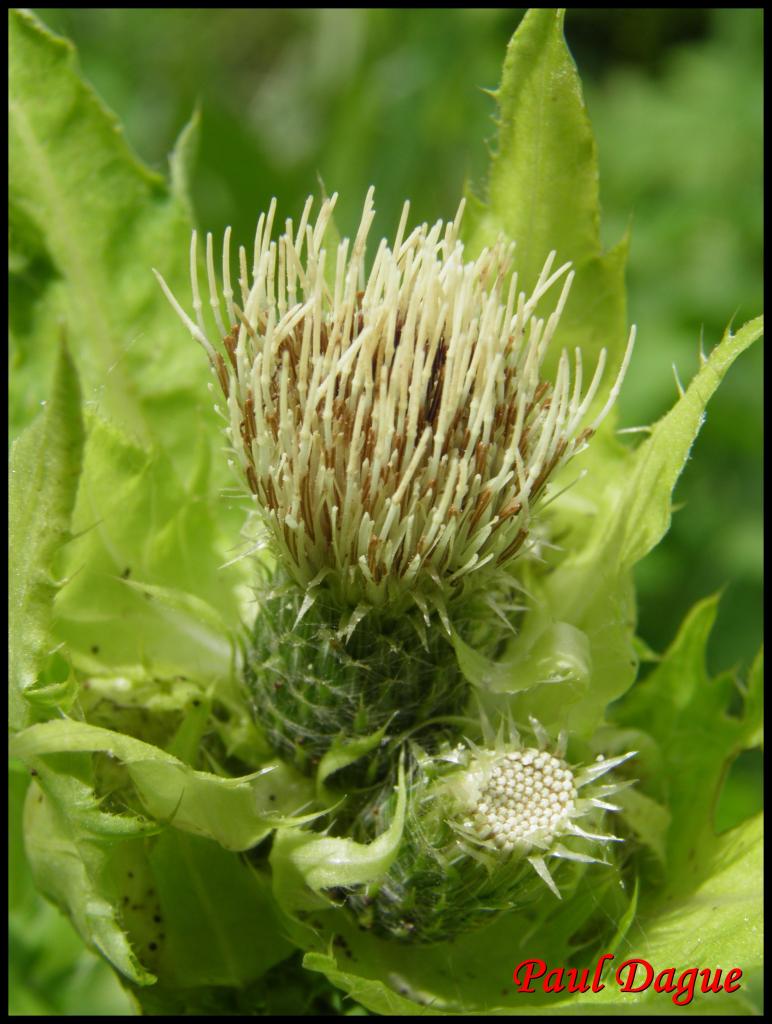 cirse maraicher,faux épinard-cirsium oleraceum-astéracée