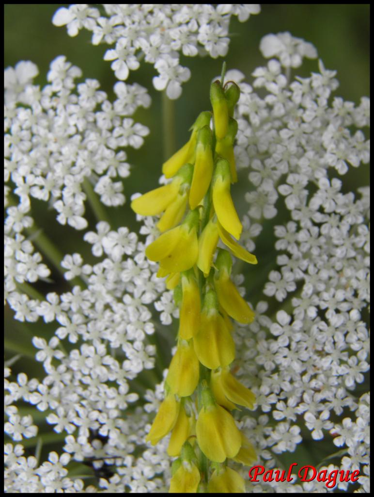 mélilot officinal-melilotus officinalis-fabacée