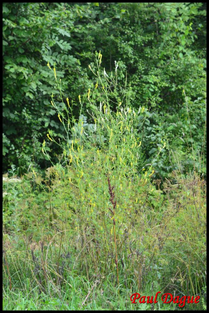 mélilot officinal-melilotus officinalis-fabacée