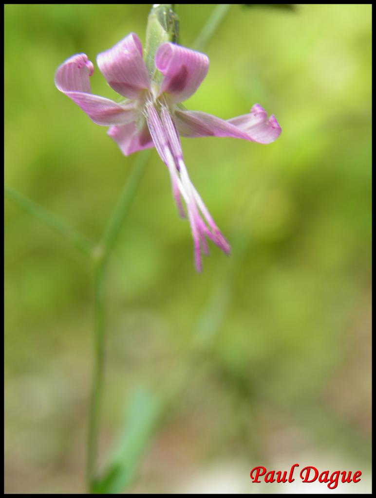 prénanthe pourpre-prenanthes purpurea-astéracée