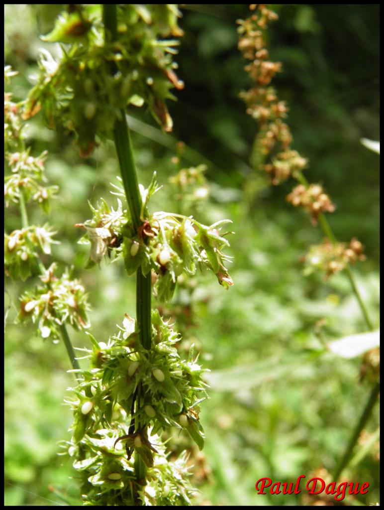 rumex à feuilles obtuses-rumex obtusifolium-polygonacée