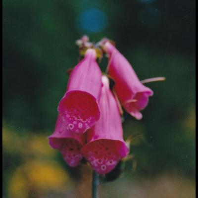 fleurs rouges à symétrie bilatérale