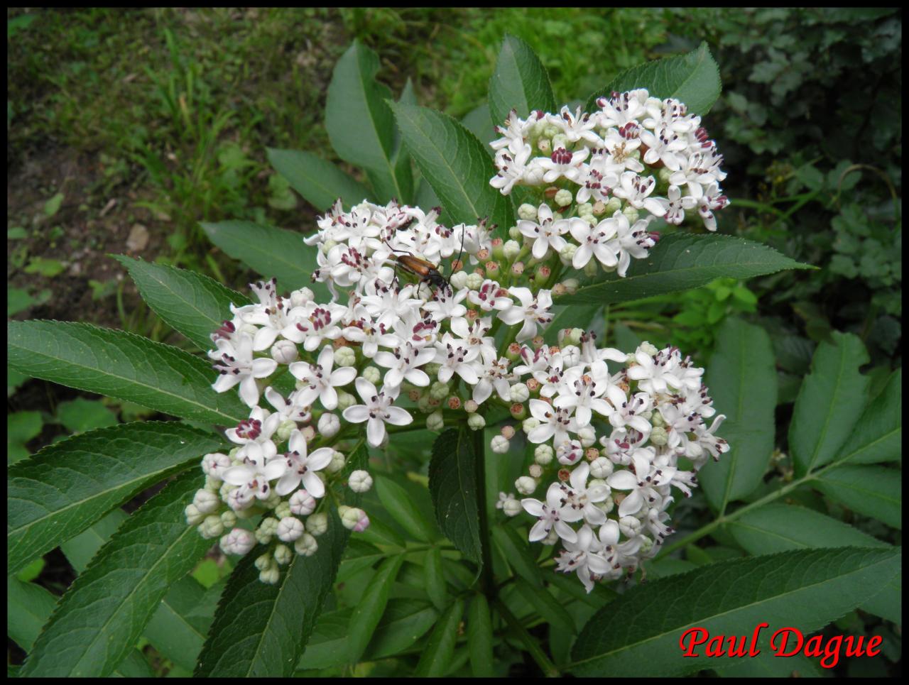 sureau hièble-sambucus ebulus-caprifoliacée