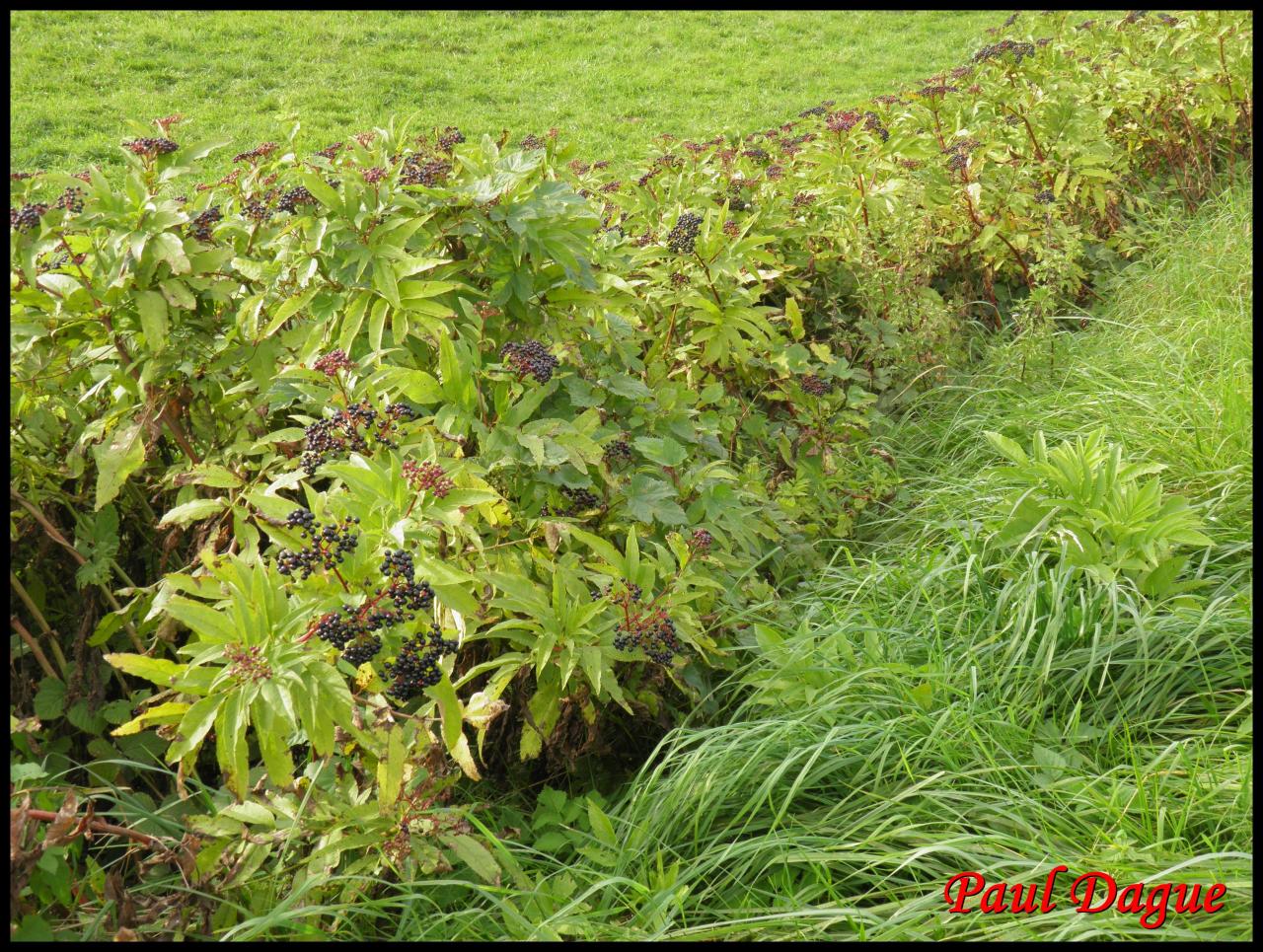 sureau hièble-sambucus ebulus-caprifoliacée