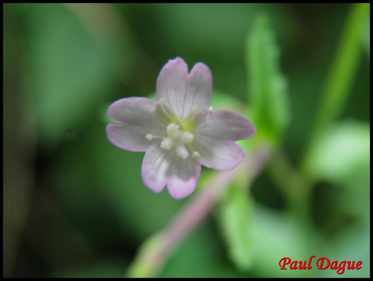 épilobe des coteaux-epilobium collinum-onagracée