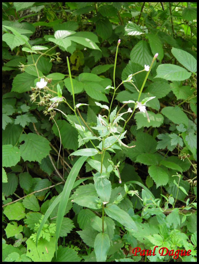 épilobe des coteaux-epilobium collinum-onagracée