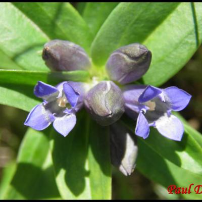 fleurs bleues à 4 pétales ou moins