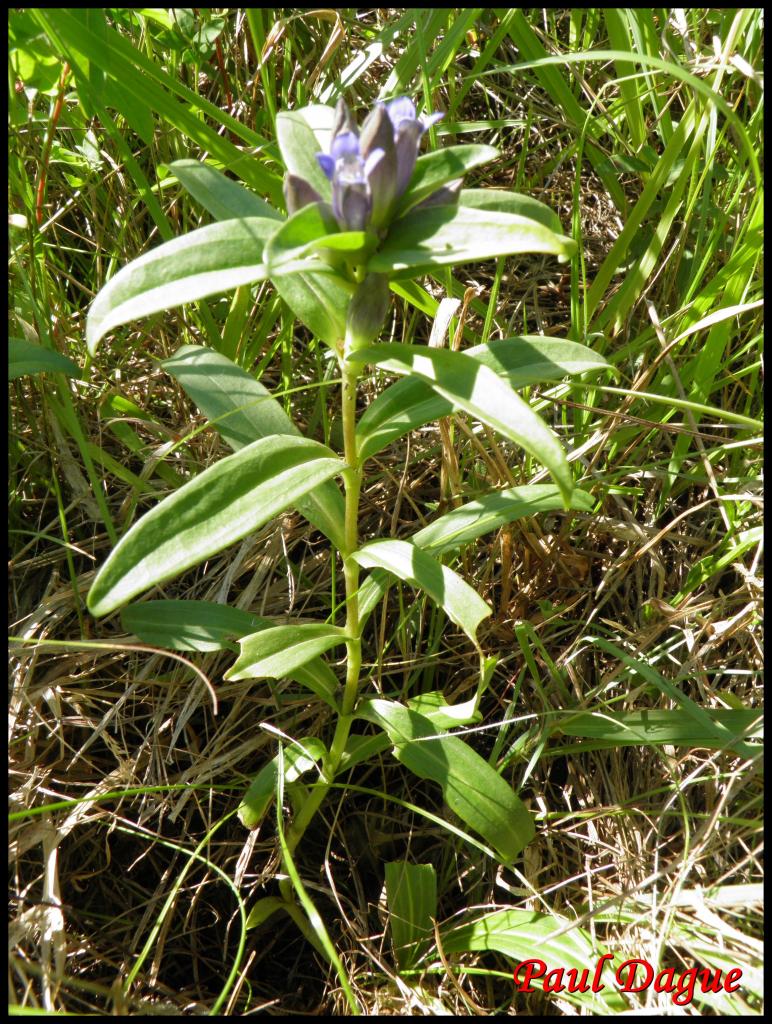 gentiane croisette-gentiana cruciata-gentianacée