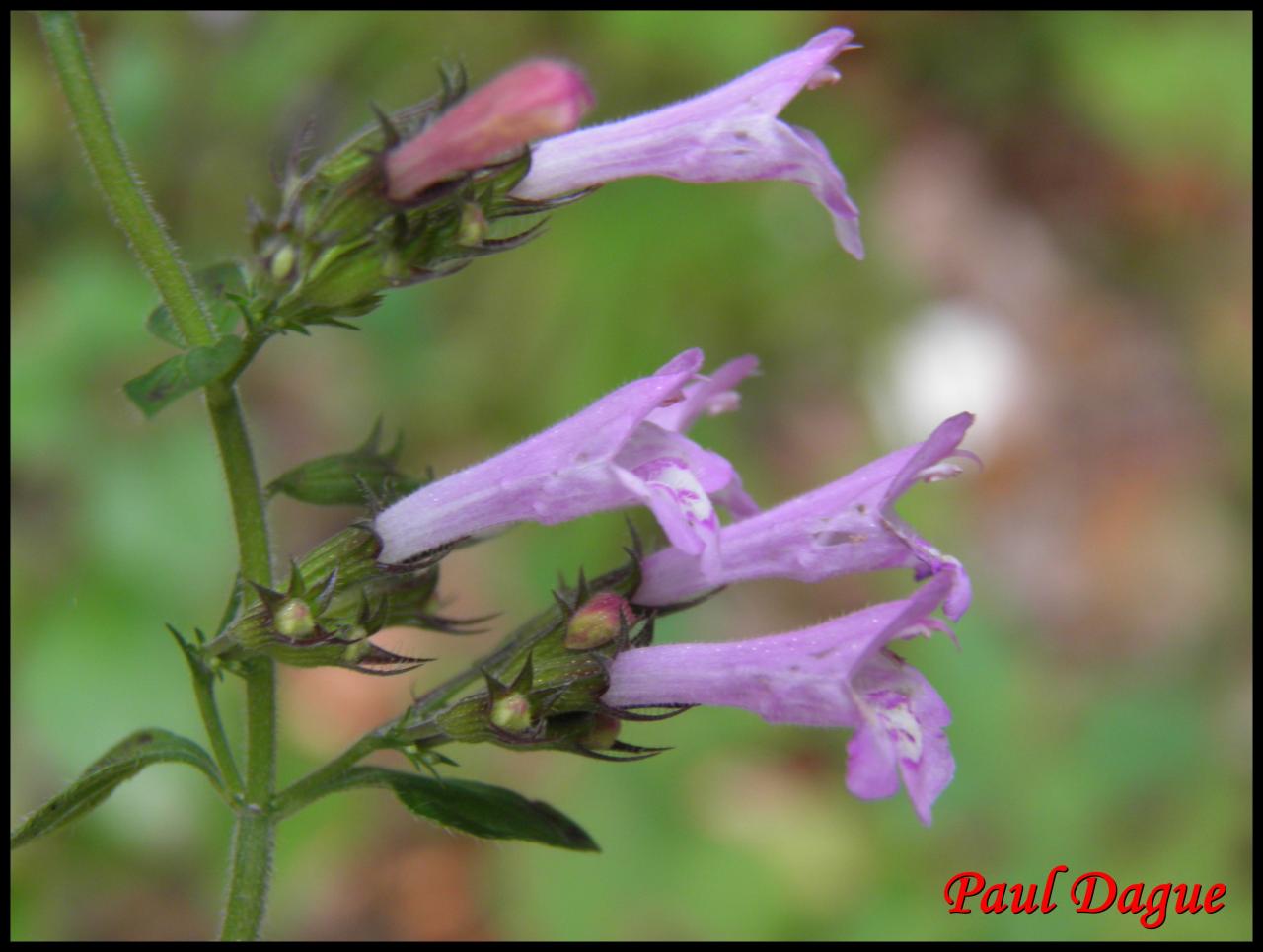 sariette à feuille de menthe-calamintha menthifolia-lamiacée