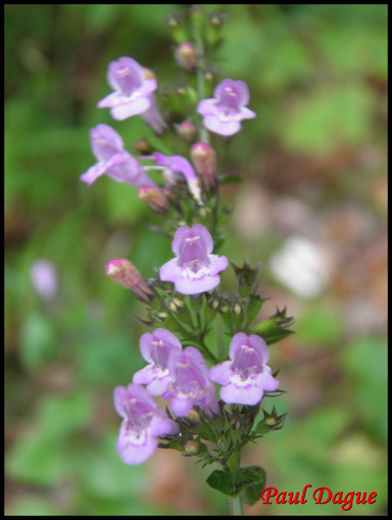 sariette à feuille de menthe-calamintha menthifolia-lamiacée