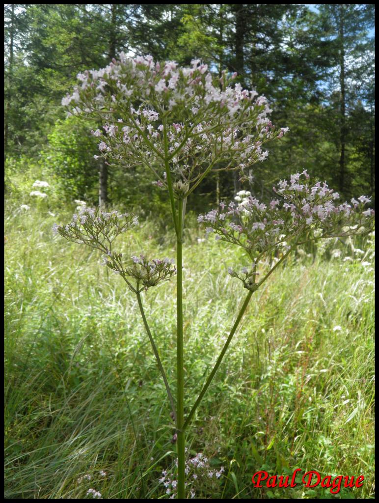 valériane officinale-valeriana officinalis-valerianacée