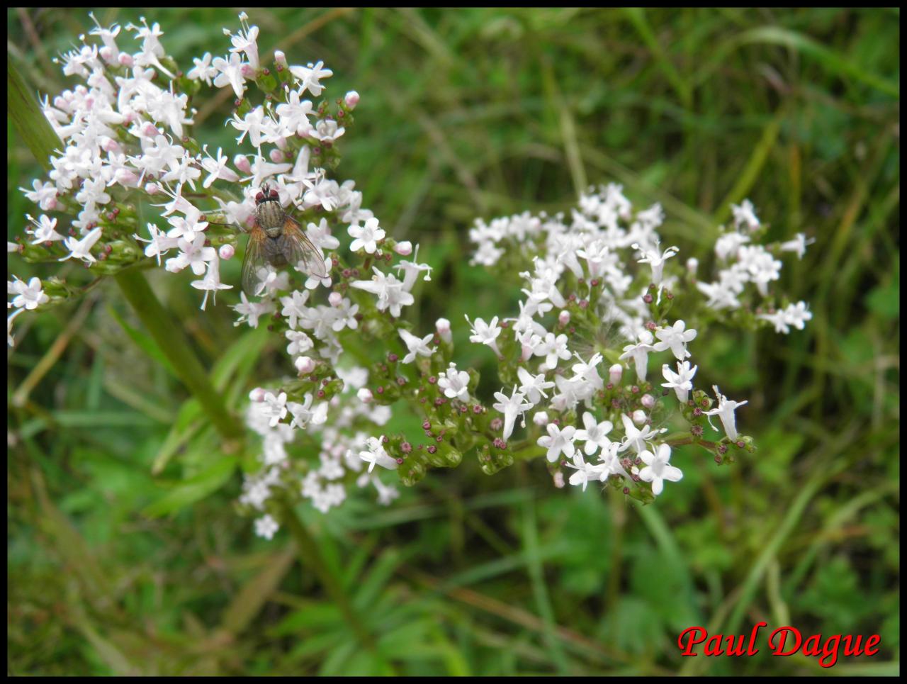 valériane officinale-valeriana officinalis-valerianacée