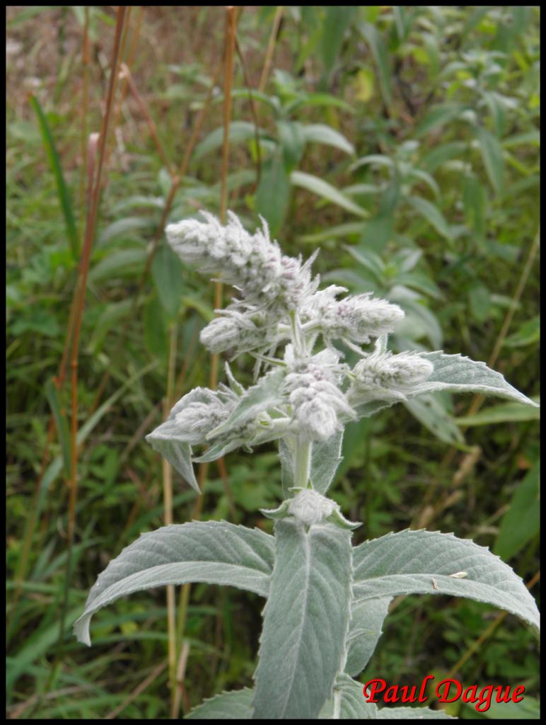 menthe à longue feuilles-mentha longifolia-lamiacée