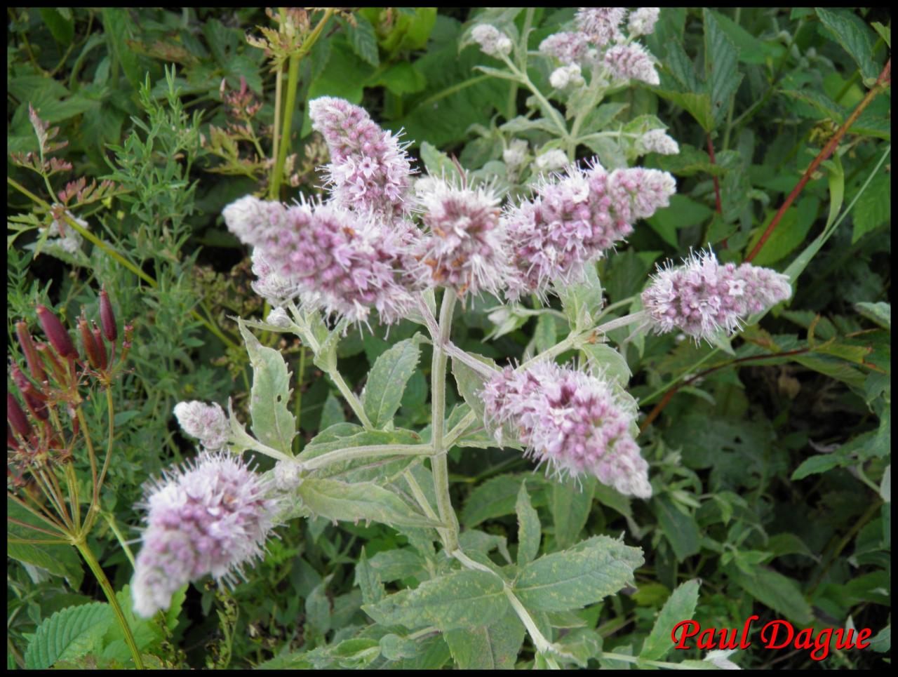 menthe à longue feuilles-mentha longifolia-lamiacée