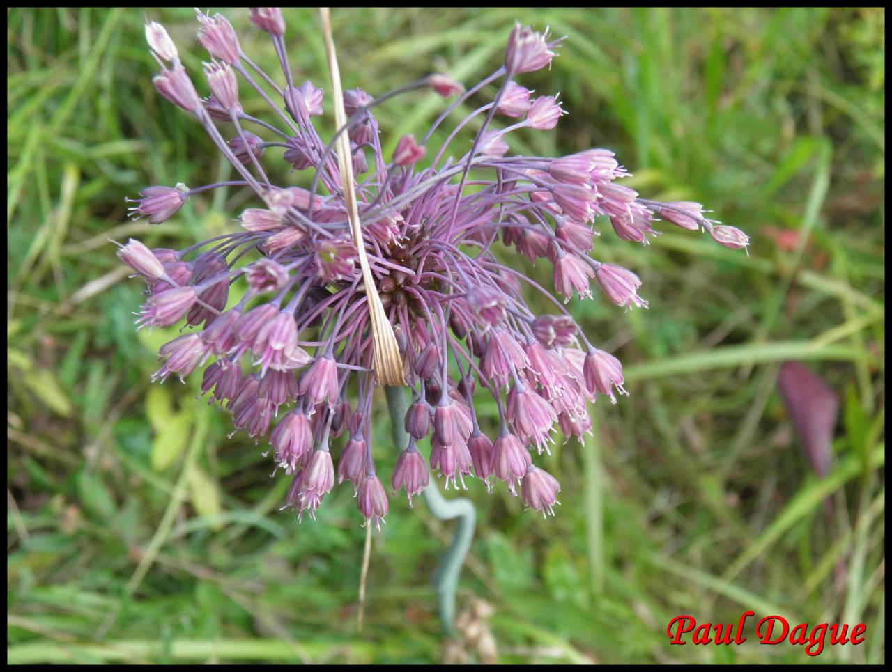 ail carané-allium carinatum-alliacée