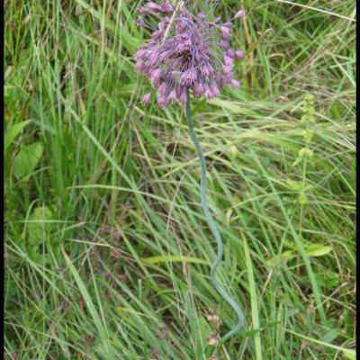 fleurs violettes à 6 pétales ou plus