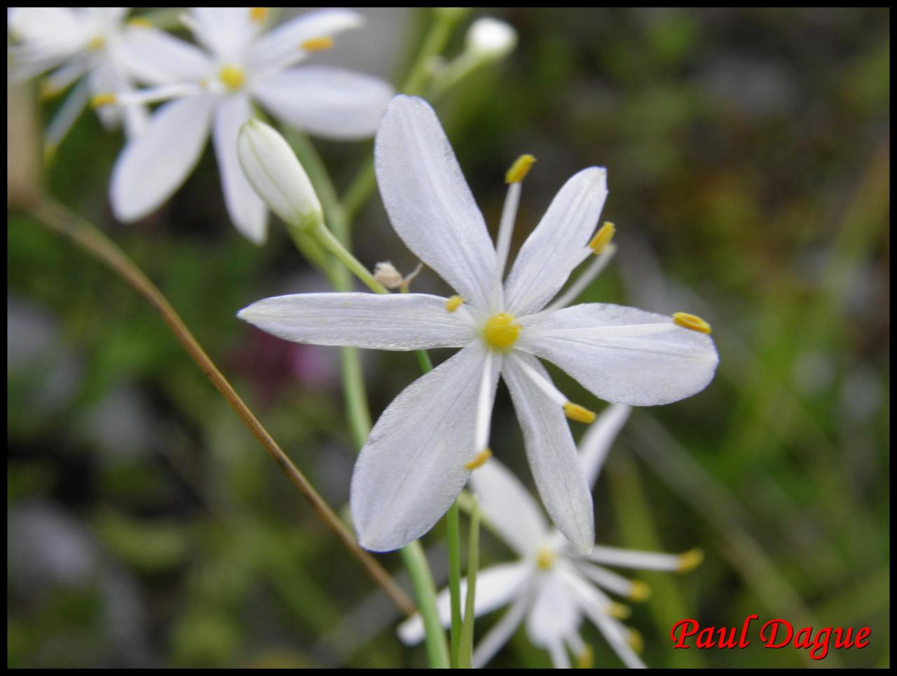 anthéric rameux-anthericum ramosum-anthéricacée