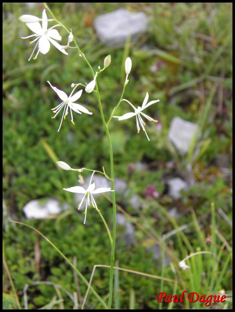 anthéric rameux-anthericum ramosum-anthéricacée