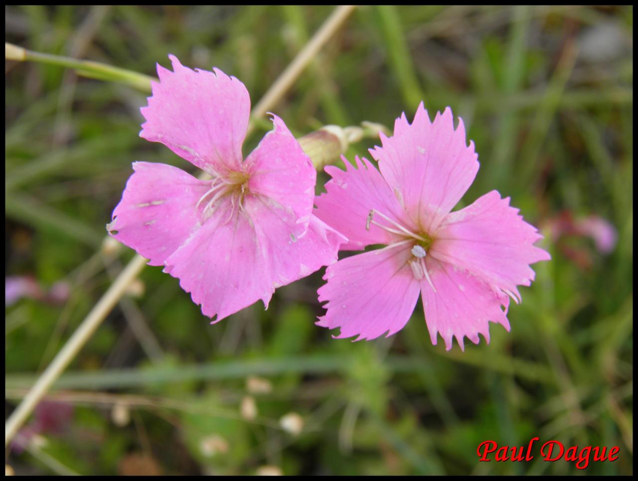 oeillet des rochers-dianthus sylvestris-cariophyllacée