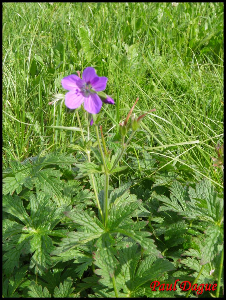 géranium des bois-geranium sylvaticum-geraniacée (2)