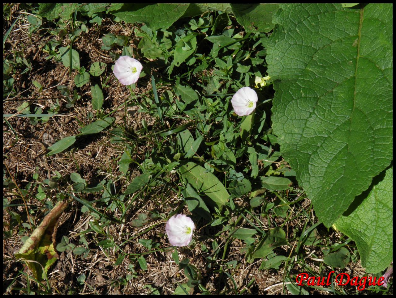 liseron des champs-convolvulus arvensis-convolvulacée