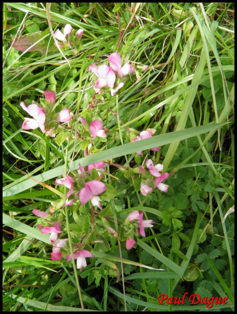 bugrane épineuse-ononis spinosa-fabacée