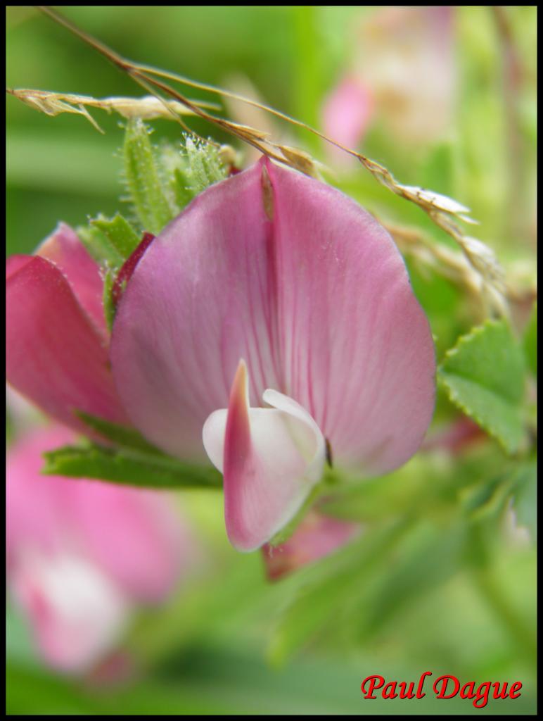 bugrane épineuse-ononis spinosa-fabacée