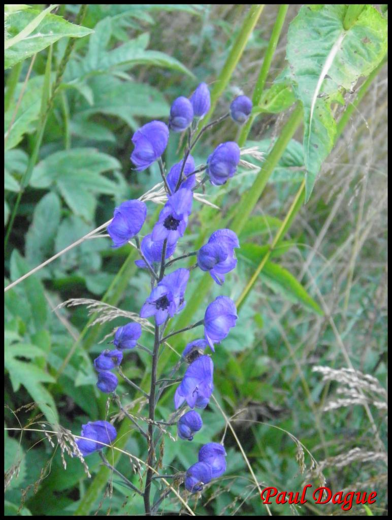 aconit napel-aconitum napellus-renonculacée