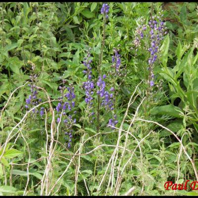 fleurs bleues à symétrie bilatérale