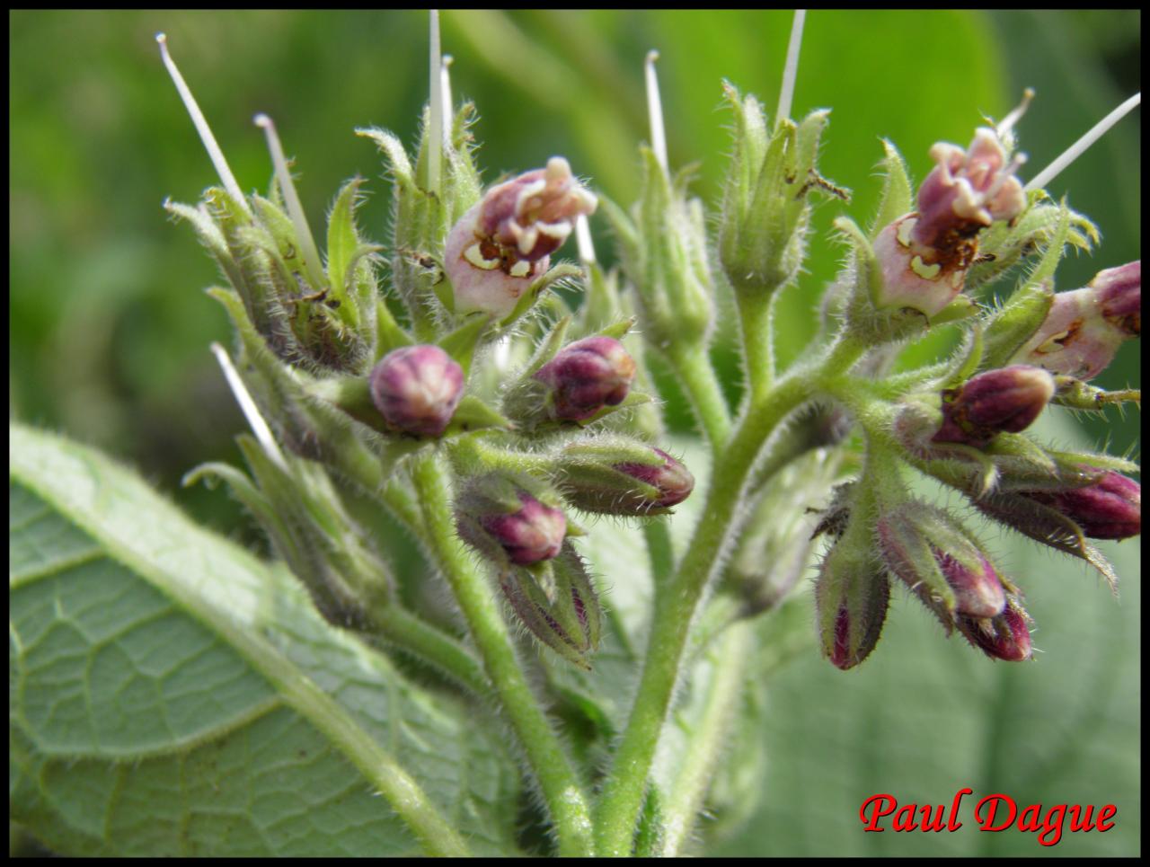 consoude officinale-symphytum officinale-boraginacée