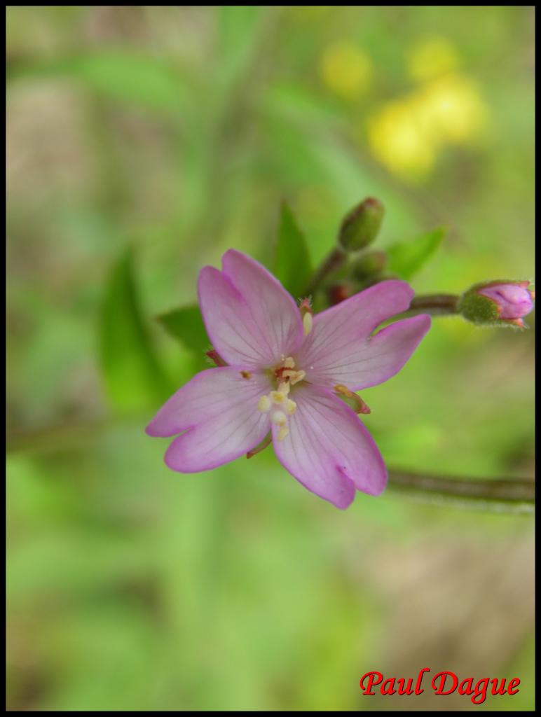 épilobe à petites fleurs-epilobium parviflorum-onagracée