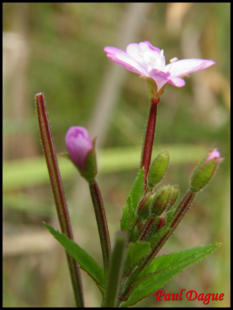 épilobe à petites fleurs-epilobium parviflorum-onagracée