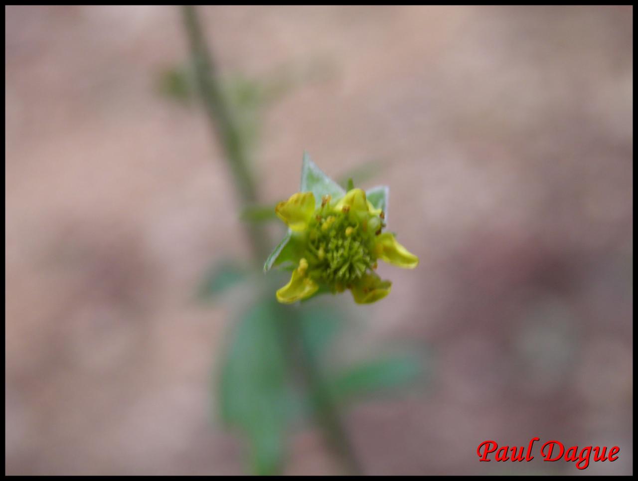 benoite commune-geum urbanum-rosacée