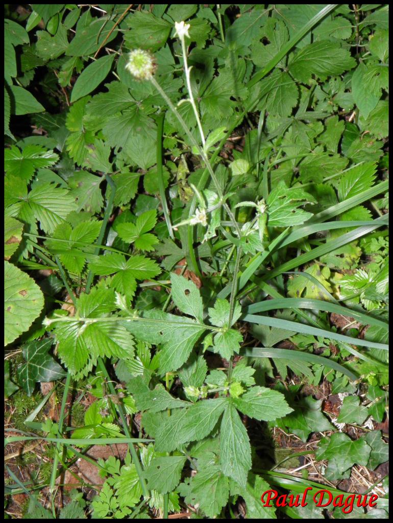 benoite commune-geum urbanum-rosacée