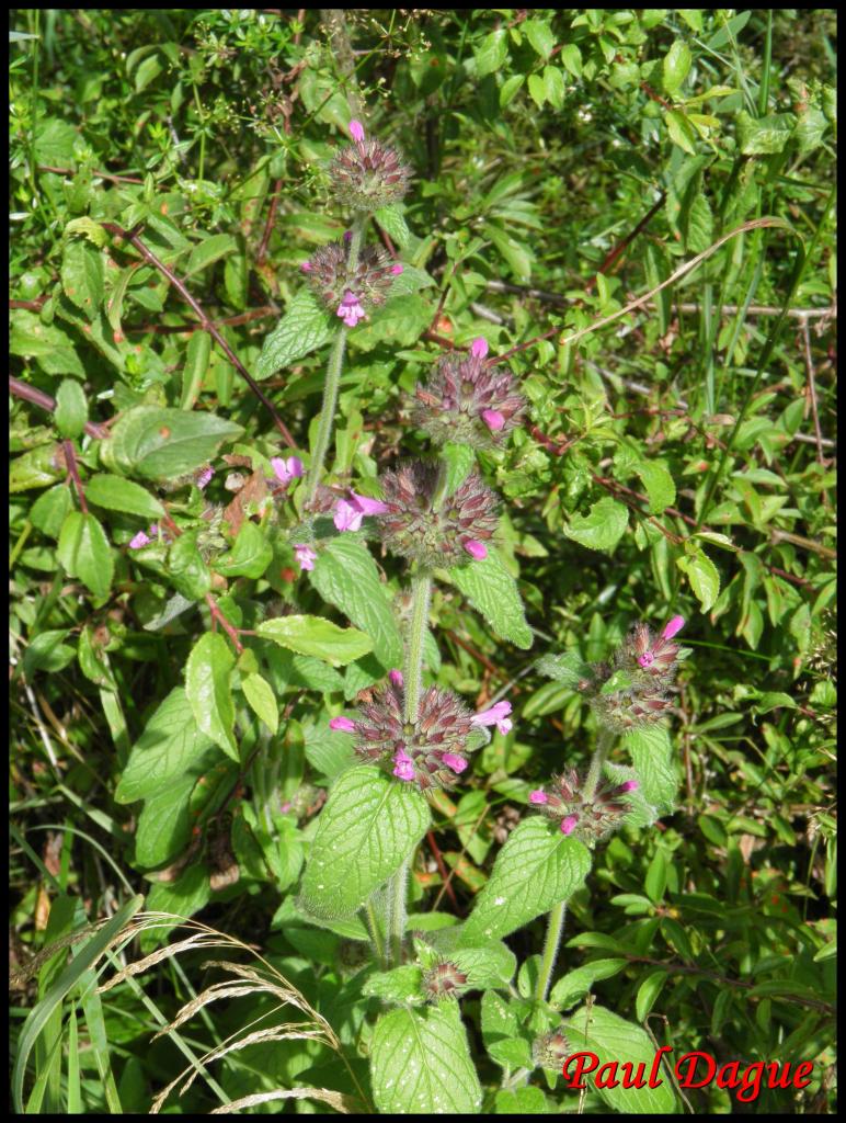 sariette clinopode-clinopodium vulgare-lamiacée