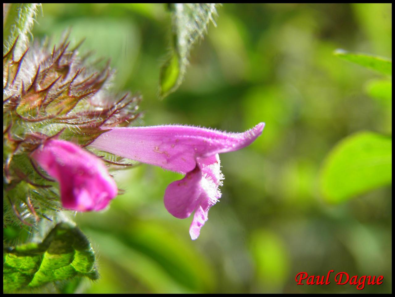 sariette clinopode-clinopodium vulgare-lamiacée