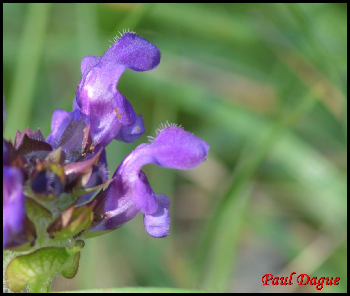 brunelle commune-prunella vulgaris-lamiacée