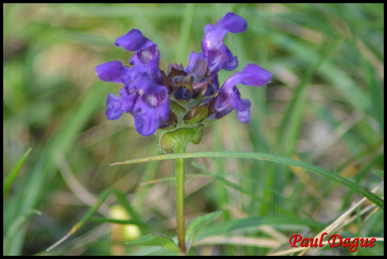 brunelle commune-prunella vulgaris-lamiacée