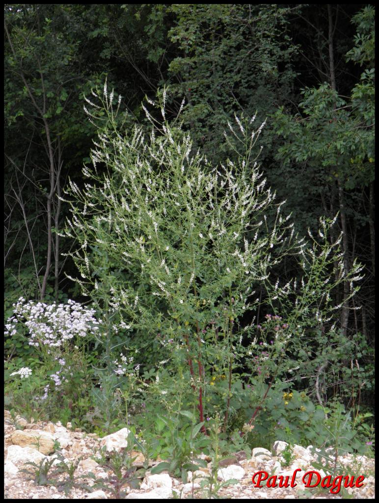 mélilot blanc-melilotus albus-fabacée