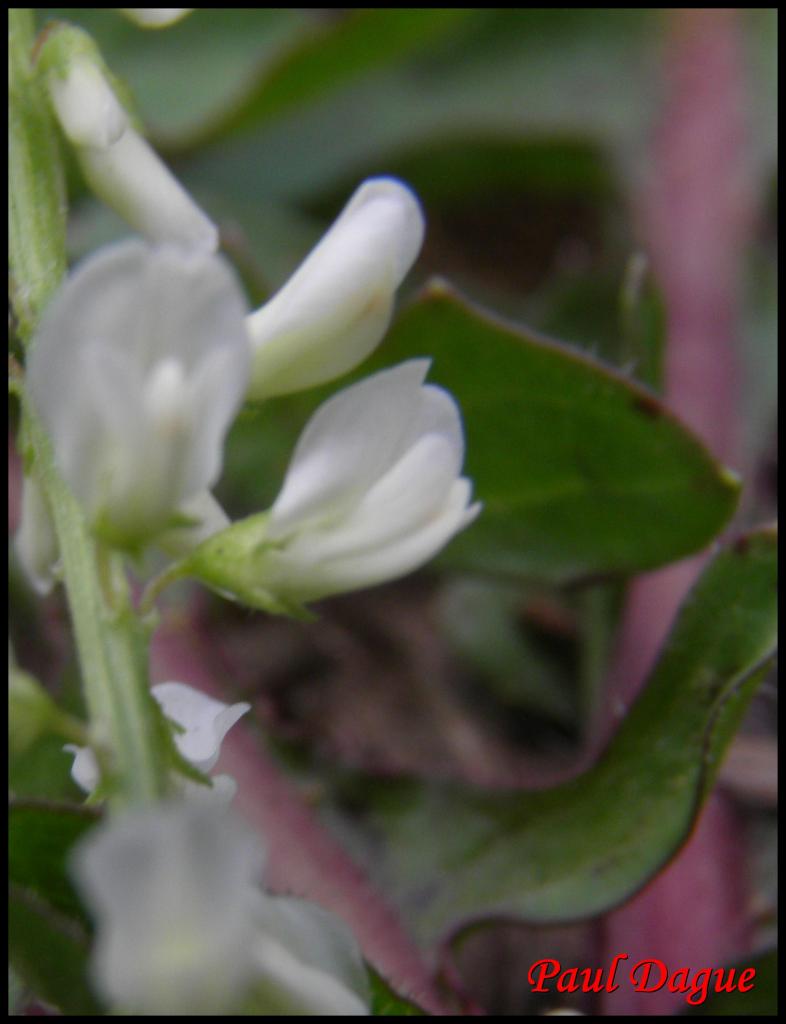 mélilot blanc-melilotus albus-fabacée