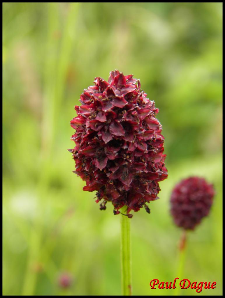 grande pimprenelle-sangisorba officinalis-rosacée