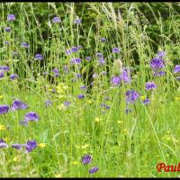 21 raiponce orbiculaire phyteuma orbiculare campanulacee