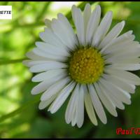 1 paquerette vivace bellis perennis asteracee