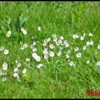 1 paquerette vivace bellis perennis asteracee
